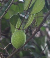 Borneo-Gummibaum (Willughbeia coriacea)