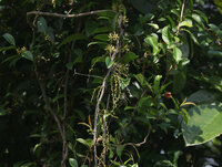 Borneo-Gummibaum (Willughbeia coriacea)
