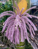 Nikaupalme (Rhopalostylis sapida)