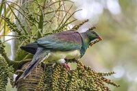 Nikaupalme (Rhopalostylis sapida)