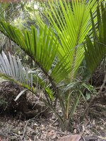 Nikaupalme (Rhopalostylis sapida)