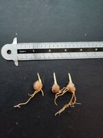 Nikaupalme (Rhopalostylis sapida)