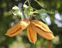 Spitzenrindenbaum (Brachychiton discolor)