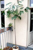 Spitzenrindenbaum (Brachychiton discolor)