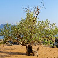 Wei&szlig;e Mangrove (Avicennia alba)