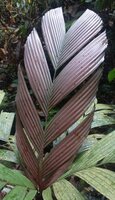 Tronok-Palme (Iguanura wallichiana var. wallichiana)