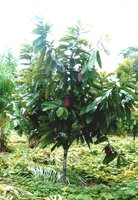 Gro&szlig;bl&uuml;tiger Kakao (Theobroma grandiflorum)