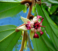 Gro&szlig;bl&uuml;tiger Kakao (Theobroma grandiflorum)
