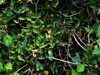 Immergr&uuml;ne Osterluzei (Aristolochia sempervirens)