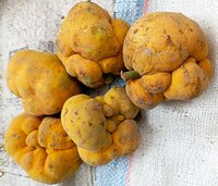 Affenfrucht (Artocarpus lacucha)