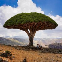 Sokotra Drachenblutbaum (Dracaena cinnabari)