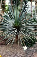 Sokotra Drachenblutbaum (Dracaena cinnabari)