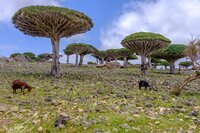 Sokotra Drachenblutbaum (Dracaena cinnabari)