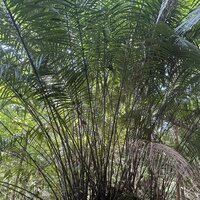 Bertam-Palme (Eugeissona tristis)