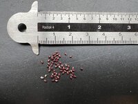 Schwiegermutterstuhl (Echinocactus grusonii)