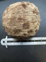 Palmyra-Palme (Borassus flabellifer)