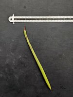 Stelzenmangrove (Rhizophora apiculata)