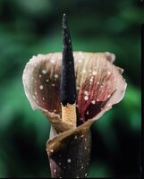 Kyushu-Aronstab (Amorphophallus kiusianus)
