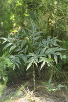 Kyushu-Aronstab (Amorphophallus kiusianus)