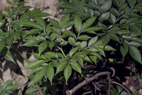 Henrys Aronstab (Amorphophallus henryi)