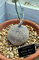 Baboon-Gurke (Kedrostis africana)