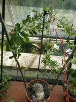 Baboon-Gurke (Kedrostis africana)