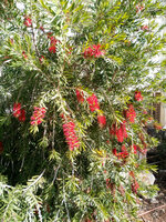 Roter Zuckergussbaum (Callistemon phoeniceus)