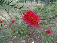 Roter Zuckergussbaum (Callistemon phoeniceus)