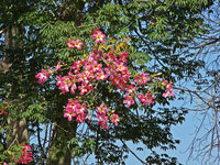 Seidenbaum (Ceiba speciosa)