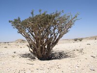 Weihrauchbaum (Boswellia sacra)