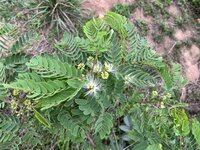 Kalkora-Schlafbaum (Albizia kalkora)