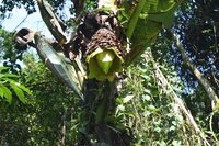 Schneebanane (Ensete glaucum)