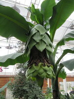 Schneebanane (Ensete glaucum)