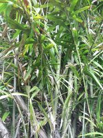 Rattan (Calamus rotang)