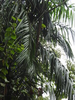 Rattan (Calamus rotang)