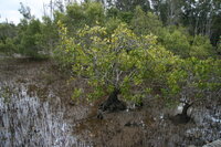 Orientalische Mangrove (Bruguiera gymnorhiza)
