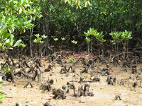 Orientalische Mangrove (Bruguiera gymnorhiza)