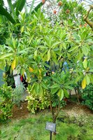 Orientalische Mangrove (Bruguiera gymnorhiza)