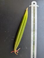 Orientalische Mangrove (Bruguiera gymnorhiza)