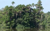 Moriche-Palme (Mauritia flexuosa)