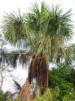 Moriche-Palme (Mauritia flexuosa)