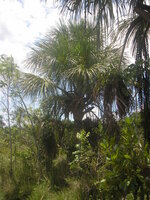 Moriche-Palme (Mauritia flexuosa)
