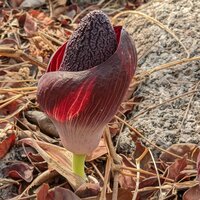Amorphophallus aphyllus (Hook.) Hutch. observed in Guinea by Denis Bastianelli (licensed under CC BY 4.0)