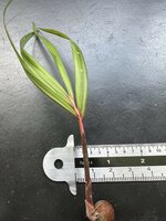 Seychellenpalme (Nephrosperma vanhoutteanum)