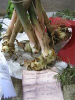 Thai-Ingwer (Alpinia galanga)
