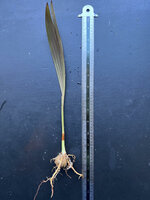 Dotalu-Palme (Loxococcus rupicola)