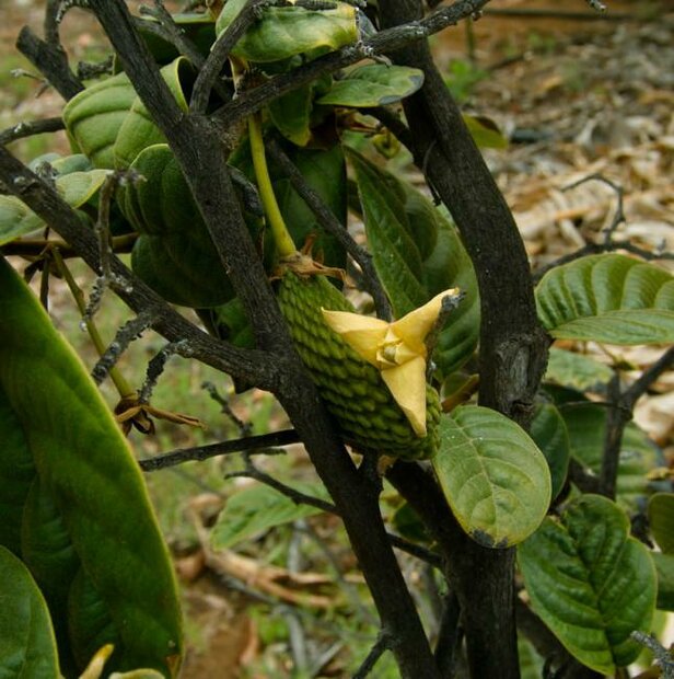 Annona (Annona conica)