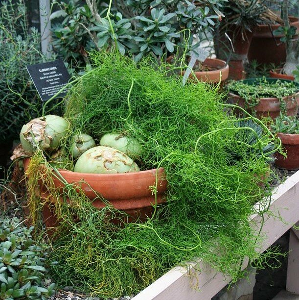 Kletterzwiebel (Bowiea volubilis)