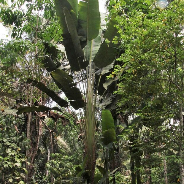 S&uuml;damerikanischer Baum der Reisenden (Phenakospermum guyannense)