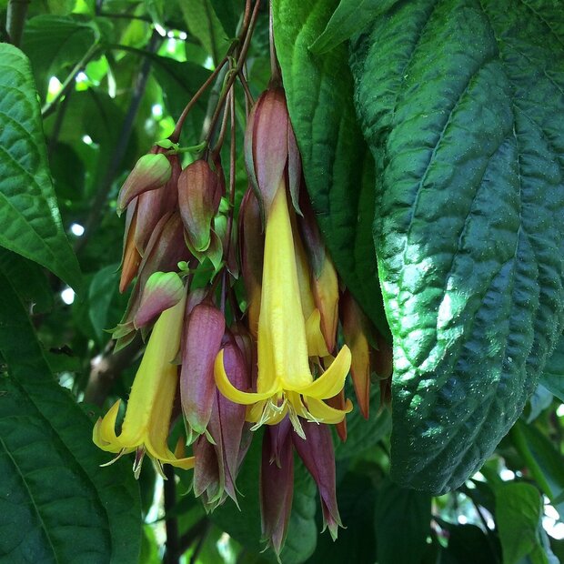 Goldfuchsie (Deppea splendens)